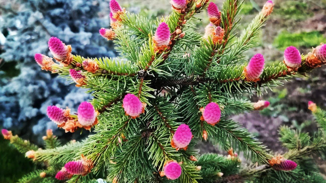 Приглашаю на весеннюю прогулку по моему хвойному саду! 5 мая 2023 г. Доделала клумбу смотреть онлайн