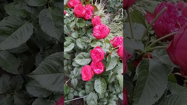 Цветение розы Пиано. смотреть онлайн