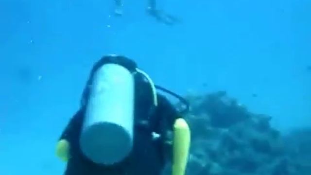 Дайвинг в Хургаде,Египет. Divihg Hurgada смотреть онлайн