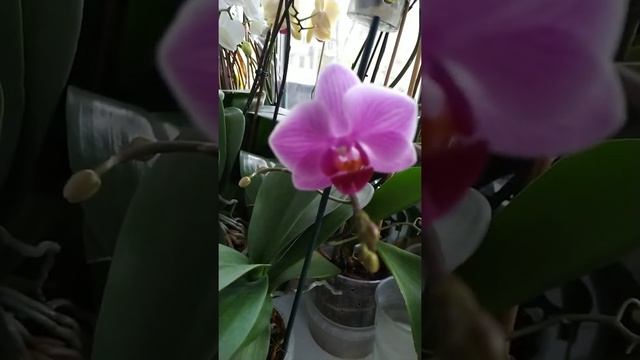 Сого Вивьен цветет третий раз в этом году!!! смотреть онлайн