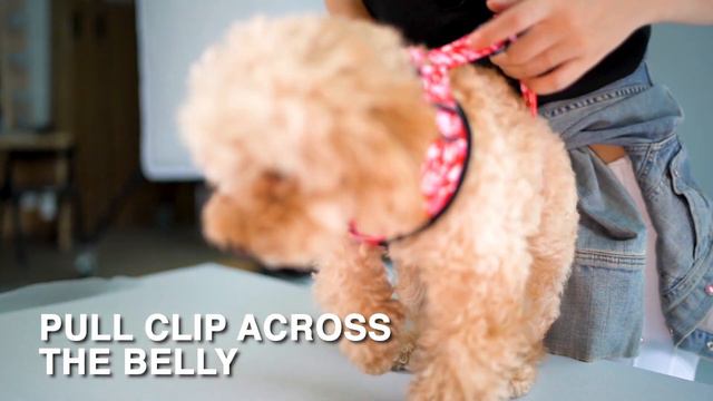 How to Wear a SPARK PAWS Mesh Harness смотреть онлайн