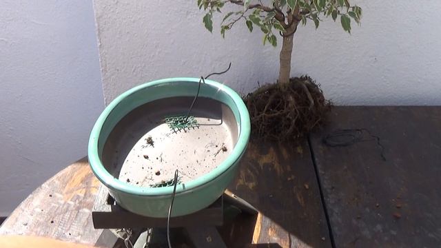 🥢Trasplante del Ficus Benjamina Kinky смотреть онлайн