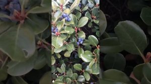 ?ВИДЕЛИ КАК РАСТЕТ ЛАВРОВЫЙ ЛИСТ? / ЛАВРОВОЕ ДЕРЕВО / В АВСТРАЛИИ. / ADL, / S.A.?#shorts #short