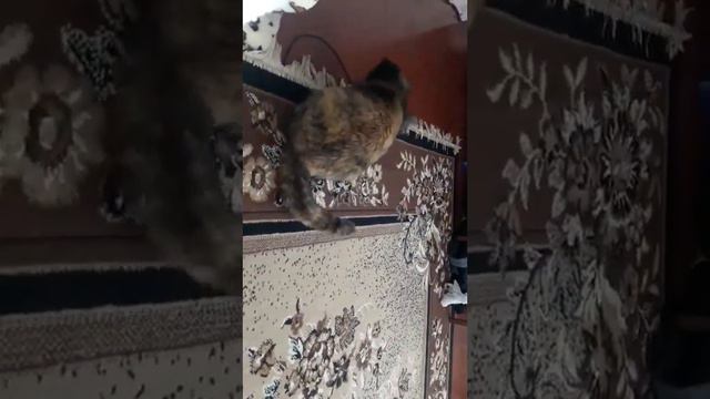 Кошка и заколка 2 Игры продолжаются. смотреть онлайн