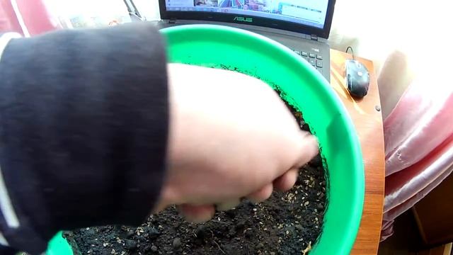 Как вырастить укроп дома , простой способ посадки укропа на подоконнике смотреть онлайн