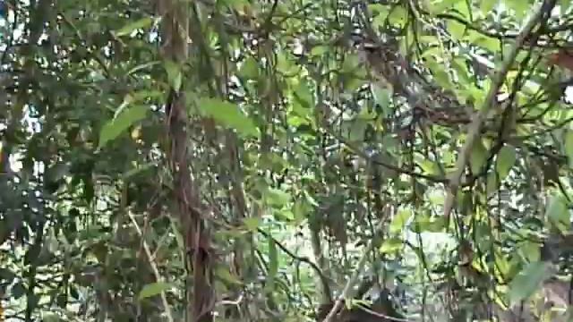 Mangrove Pitta Happy In SG