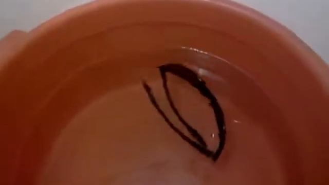 Очки Kosadaka SG1994 (плавающие) смотреть онлайн