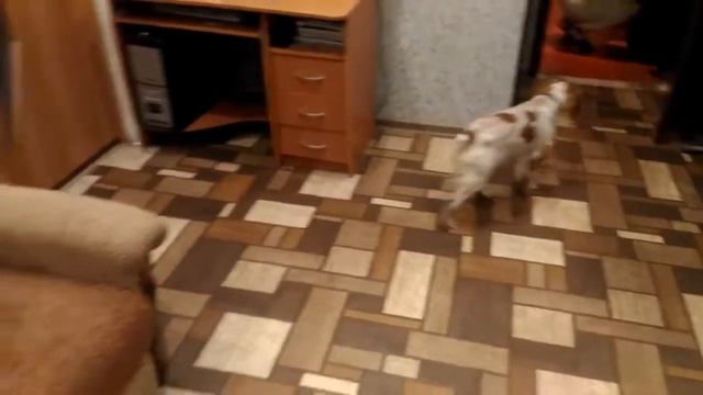 Две рыжо-белых спаниели смотреть онлайн