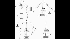 ? ?ПРАВИЛЬНАЯ РАССТАНОВКА ЧУЧЕЛ УТОК КРЯКВЫ.