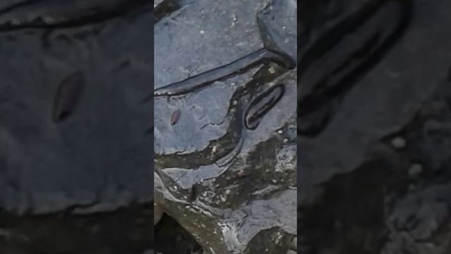 Самая больщая пиявка в мире смотреть онлайн