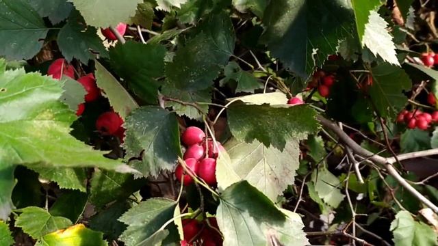 Боярышник крупноплодный.Польза. Выращивание . смотреть онлайн