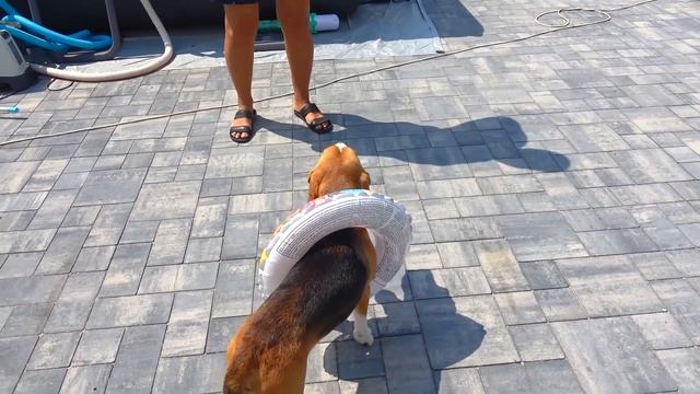 ШЕРЛОК УЧИТСЯ ПЛАВАТЬ В БОЛЬШОМ БАССЕЙНЕ С ПОП ИТ. смотреть онлайн