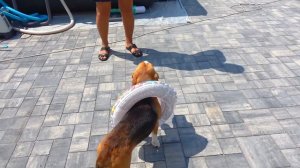 ШЕРЛОК УЧИТСЯ ПЛАВАТЬ В БОЛЬШОМ БАССЕЙНЕ С ПОП ИТ.