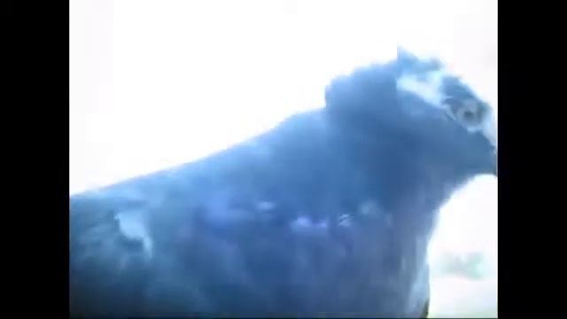 Голуби, вступление смотреть онлайн