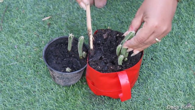 HOW TO GROW ANGKOR CHUM IN PLASTIC GLASS. смотреть онлайн