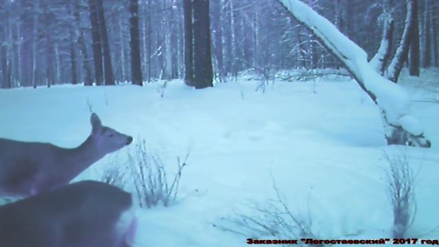 Косуля сибирская смотреть онлайн