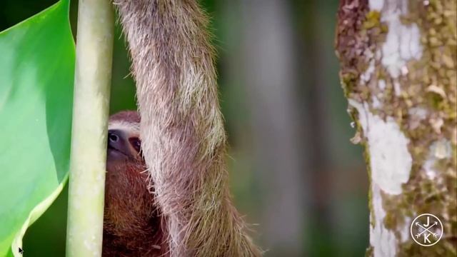 Новинка! Обзор смарт тв приставки X96 Max на новом процессоре Amlogic S905X2 ОС Android 8.1 RAM DDR