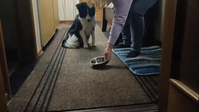 еда из гремящей миски смотреть онлайн