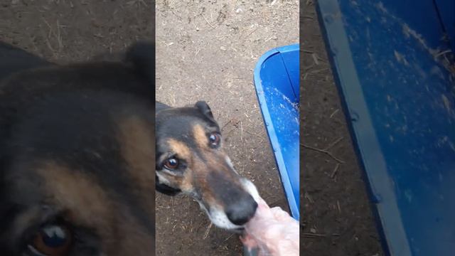 Такое вот новое соседство 🤷🏻♀️ Собаки приюта для животных Сириус в Киевской области. смотреть онлайн