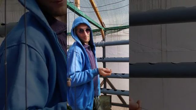 Подрезка корней у растений на гидропонике смотреть онлайн