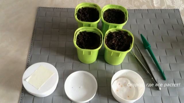 276. Рассада баклажанов . Сеем по всем правилам. смотреть онлайн