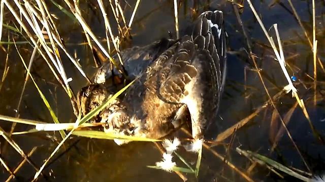 Место охоты на гуся, Приморский край смотреть онлайн