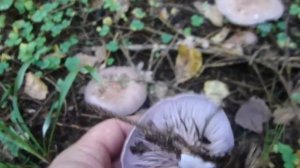 СИНЮШКА-ГРИБ. Рядовка фиолетовая.