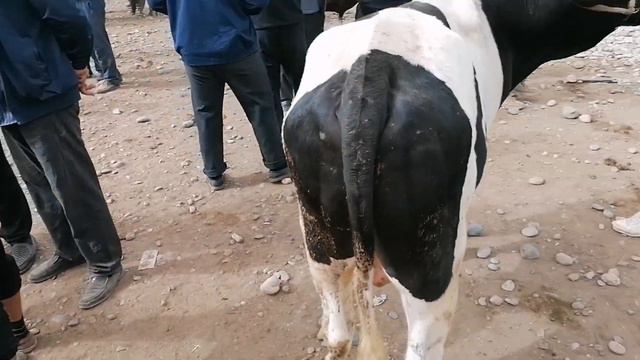 Сурхондарйо вилояти Дэнов тумани мол бозори 16.04.2023 йил смотреть онлайн