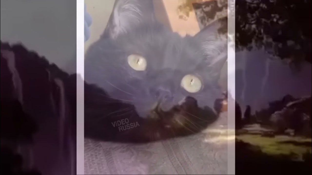 смешной кот задумался)