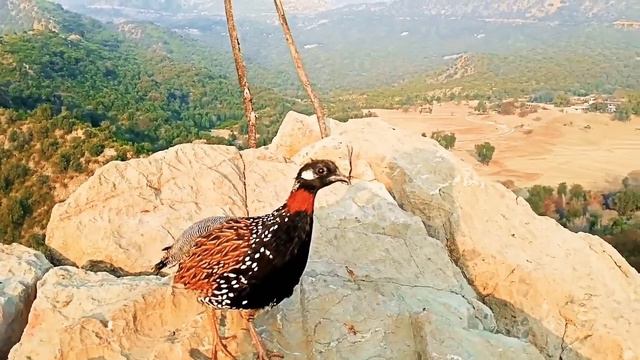 Kala Teetar Awaaz |Teetar ki Awaz | Black Teetar calling |Partridge voice | Calling from top of roc смотреть онлайн