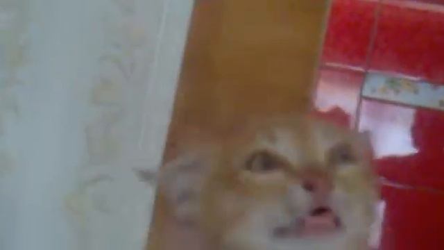 Бессовестный ублюдок смотреть онлайн
