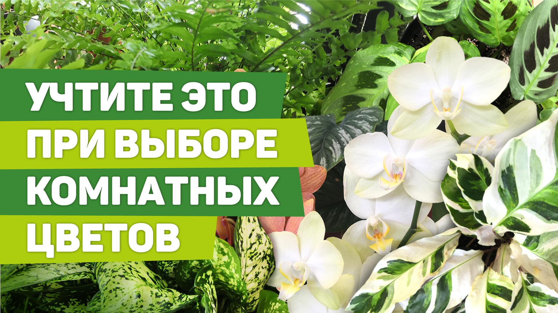 КАК ПРАВИЛЬНО ВЫБИРАТЬ ЦВЕТЫ ДЛЯ ДОМА. Советы профессионала.mp4 смотреть онлайн