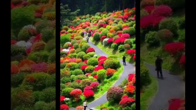Картинки красивых цветов, лето. смотреть онлайн
