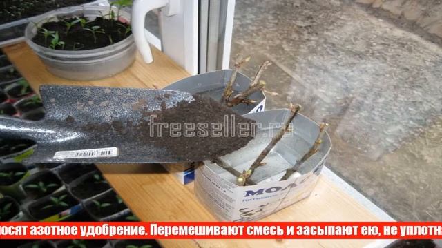 Размножение смородины черенками смотреть онлайн