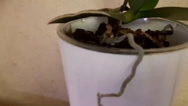 Благодаря не хитрым рекомендациям по поливу ваши орхидеи ПОПРУТ!?