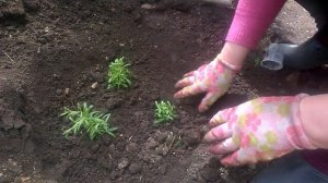 Гипсофила Паникулата  Пересадка в открытый грунт весной Gypsophila Transplant  open groundGypsophil