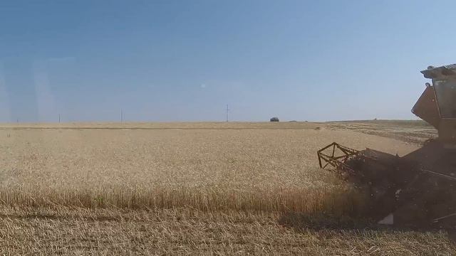 Нива СК 5 убока озимой пшеницы смотреть онлайн