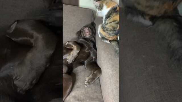 Мир забавных животных