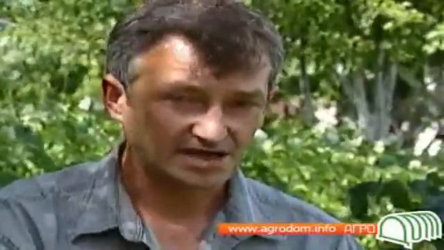 смородина смотреть онлайн