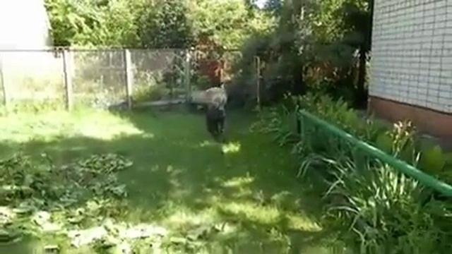 Thai Ridgeback Dog - Тайский Риджбек против САО смотреть онлайн