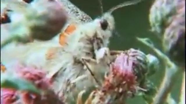 Apollo butterfly video Parnassius apollo 2 смотреть онлайн