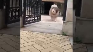 Огромный Маламут Длинник (В Китае)
