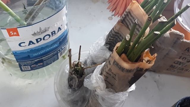 Пытаюсь укоренить розы из букета смотреть онлайн
