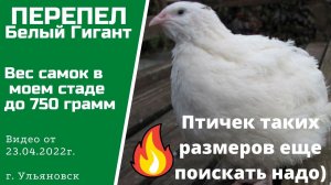 Перепела Белый гигант по 750 грамм в Ульяновске.mp4