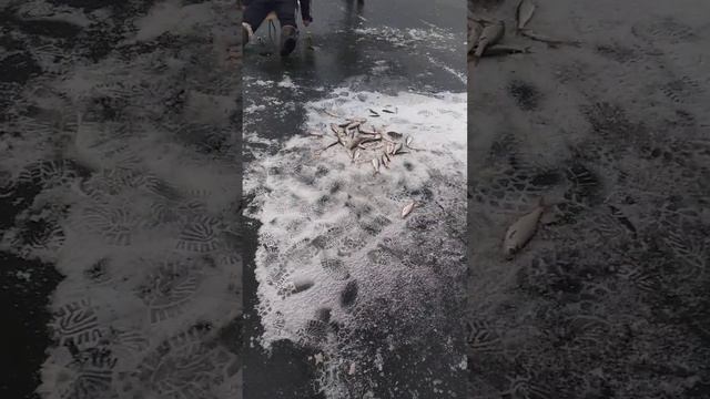 Зимняя рыбалка,лёд,удачный клев смотреть онлайн