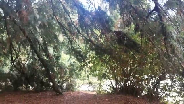 Секвойя в Никитском ботаническом саду смотреть онлайн