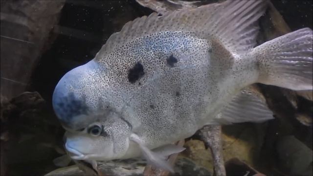 Vieja Argentea / Maskaheros Argenteus