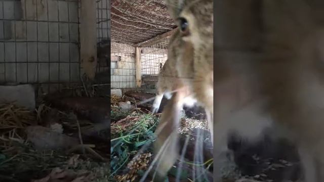 Дикий заяц есть семечки с рук / wild hare eats seeds with hands смотреть онлайн