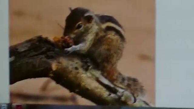 Информация о белке и разных её видах смотреть онлайн