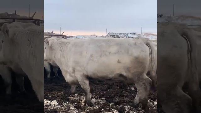 1200 кг шароле Тюмень Курган ,коровы смотреть онлайн